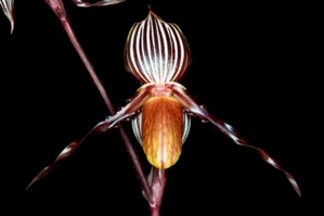 Paphiopedilum wilhelminae Egger AM/AOS 82 pts.